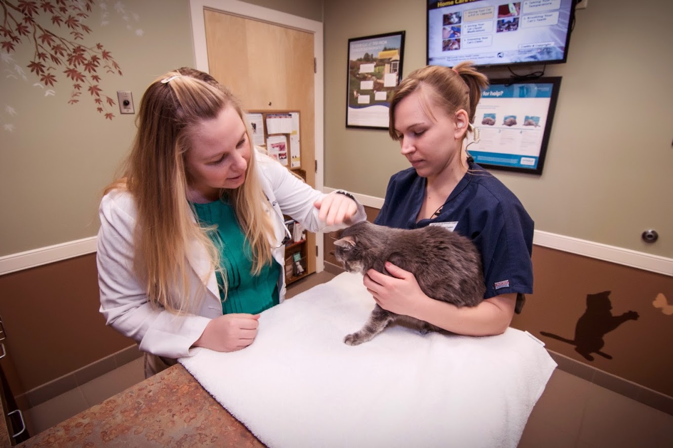 Veterinarian in city and state seeing a dog in her office