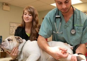 Veterinarian in city and state seeing a dog in her office